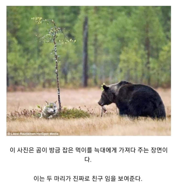 마법같은 곰과 늑대의 우정