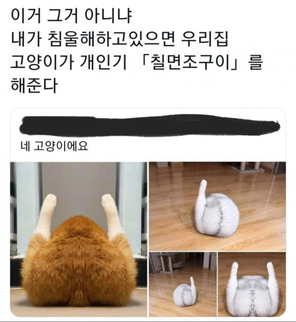 우울증에 좋다는 동물.