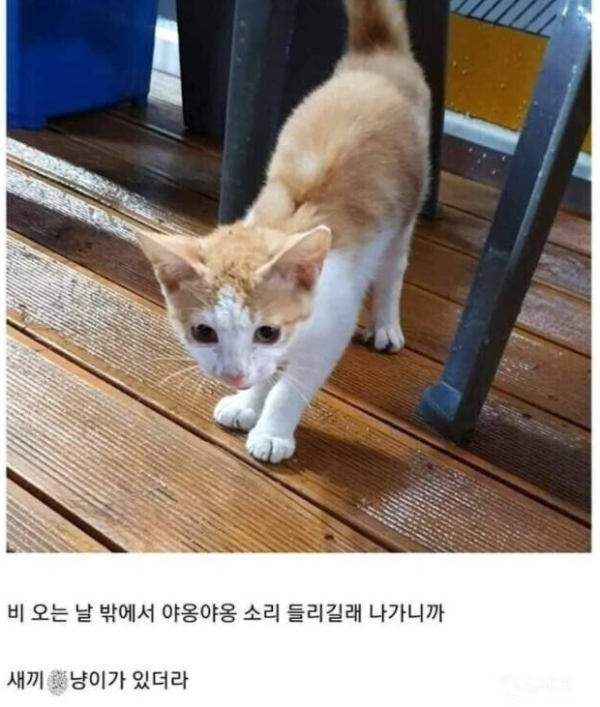 민폐의 길냥이.